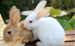 兔子养殖技术_兔子养殖方法(养兔技术知识)