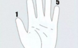 五根手指的是什么(五手指名称五个手指的含义)