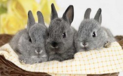 兔子的寿命一般是多少年_(几年的兔子算是老兔子)
