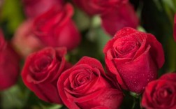 红玫瑰与白玫瑰的花语是什么(玫瑰花的花语及寓意)