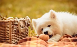 狗狗能吃桃子吗_谢谢_(狗狗能吃桃子吗_泰迪)