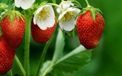 盆栽草莓怎么种植方法(怎么种草莓盆栽)