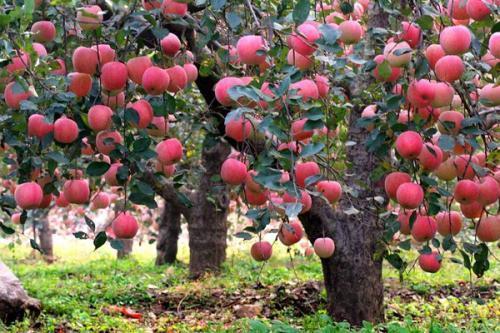 苹果怎么种植(苹果是怎么种出来的)
