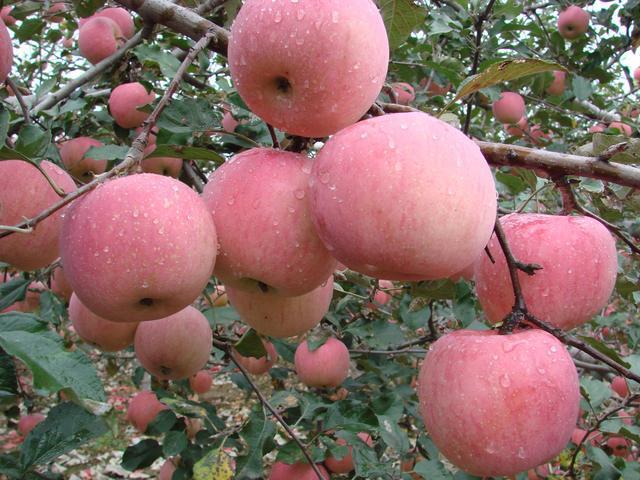苹果怎么种植(苹果是怎么种出来的)
