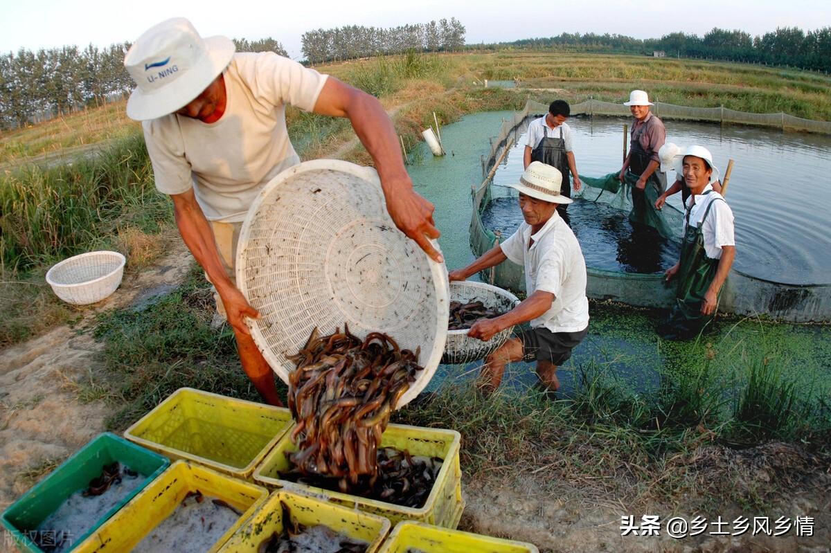泥鳅的养殖方法和技术(泥鳅怎样养才能活得久)