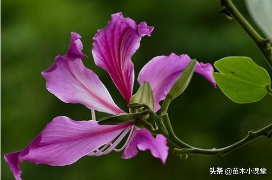 香港紫荆花的花语(白色紫荆花的寓意与花语)