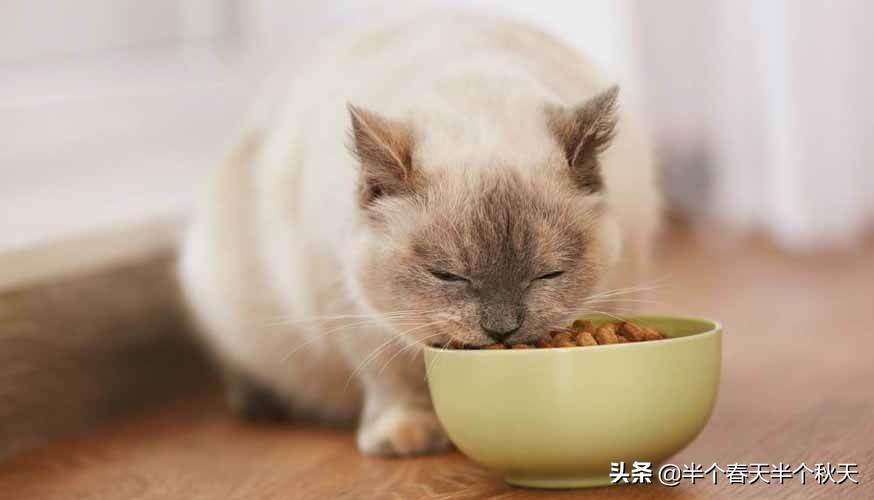猫咪不吃饭是什么原因(猫咪为啥不吃东西)