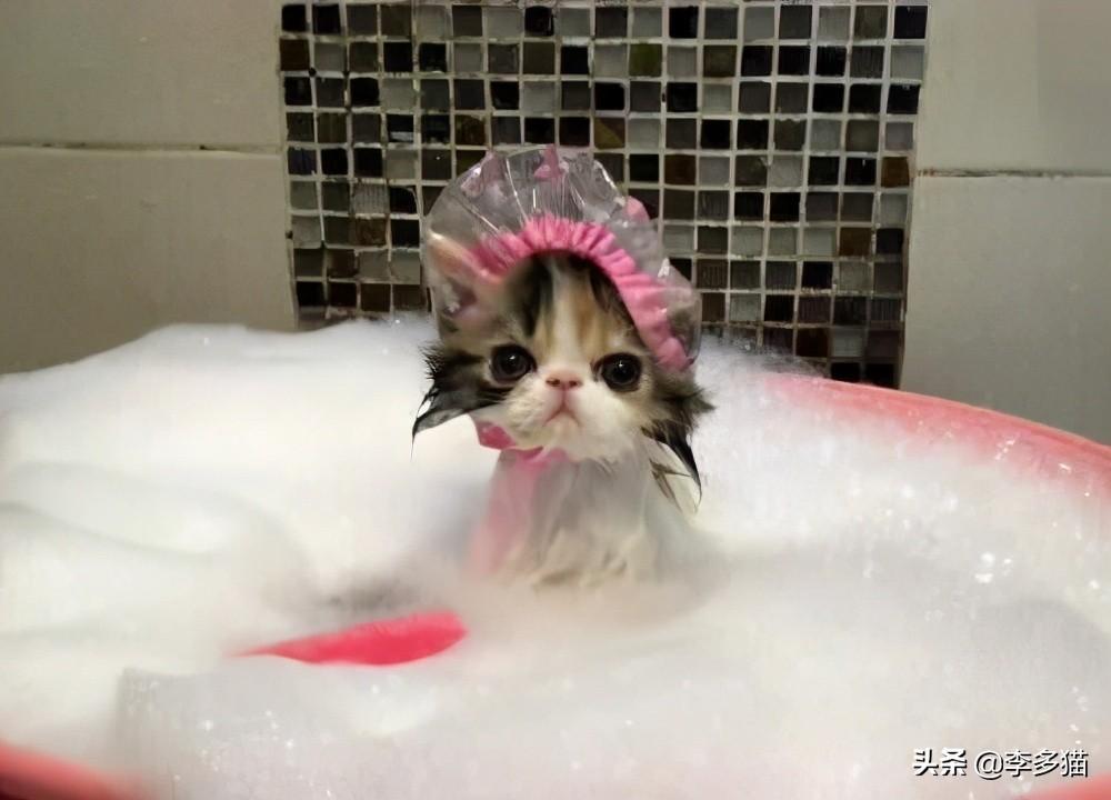 2个月小猫能洗澡吗(猫洗澡怎么洗)