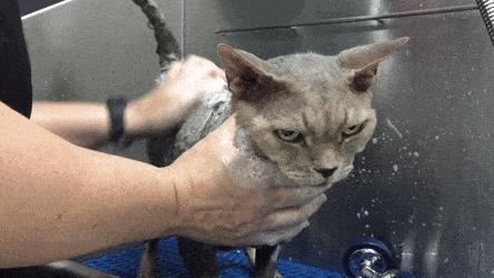 2个月小猫能洗澡吗(猫洗澡怎么洗)