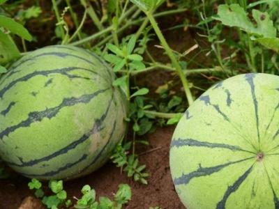 在家怎么种西瓜(种植西瓜的技术和方法)
