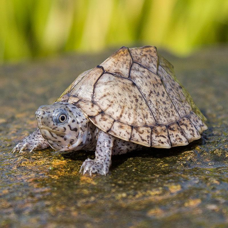 乌龟的寿命一般多少年(寿命最长的乌龟)