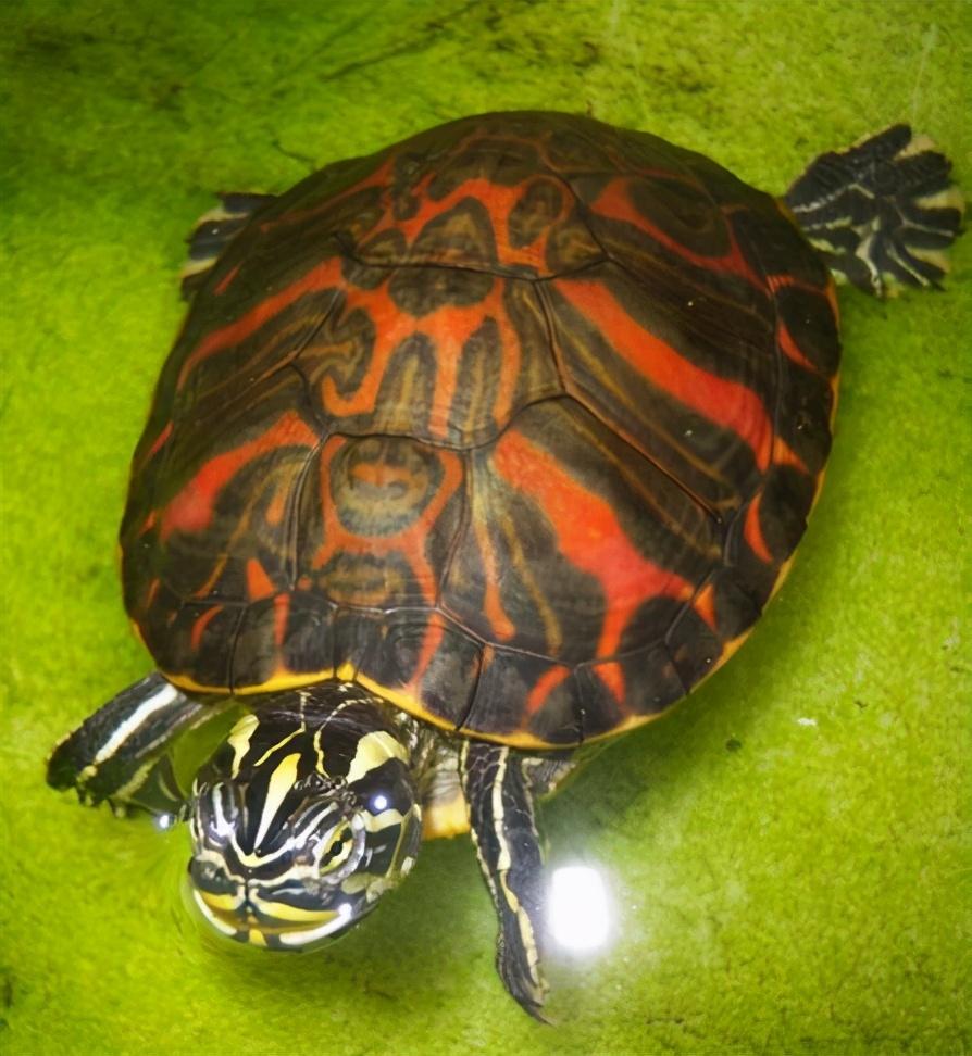 乌龟的寿命一般多少年(寿命最长的乌龟)