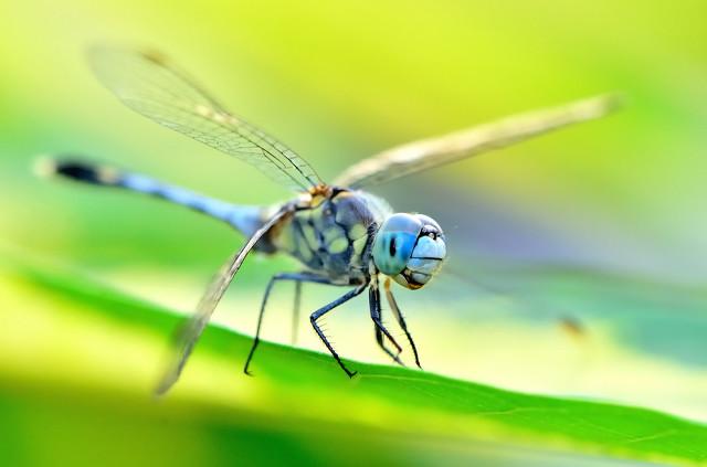 蜻蜓的复眼有多少个小眼组成(蜻蜓有几只眼睛)
