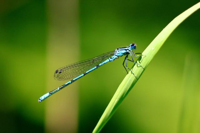 蜻蜓的复眼有多少个小眼组成(蜻蜓有几只眼睛)