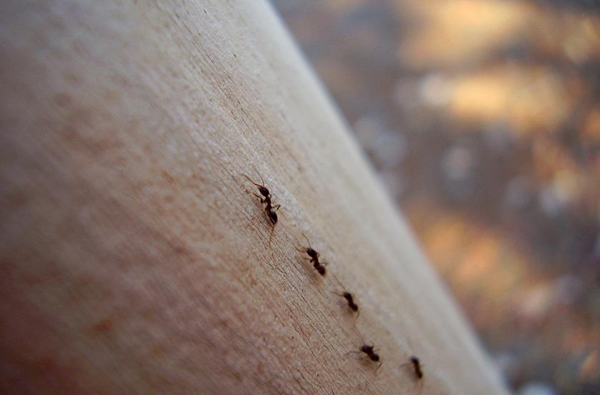 如何灭蚂蚁最有效的方法(怎样消灭蚂蚁小妙招)