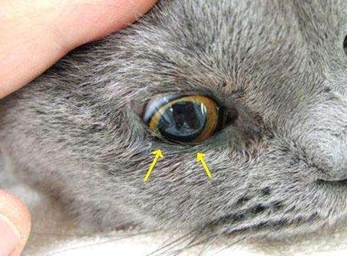 猫眼睛红肿流眼泪是怎么回事(猫咪眼睛上面红肿是怎么回事)