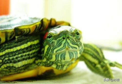 红耳巴西龟怎么养(巴西龟如何饲养)