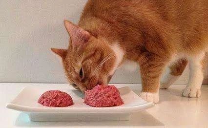 小猫咪吃什么食物好除了猫粮(两个月小猫吃啥)