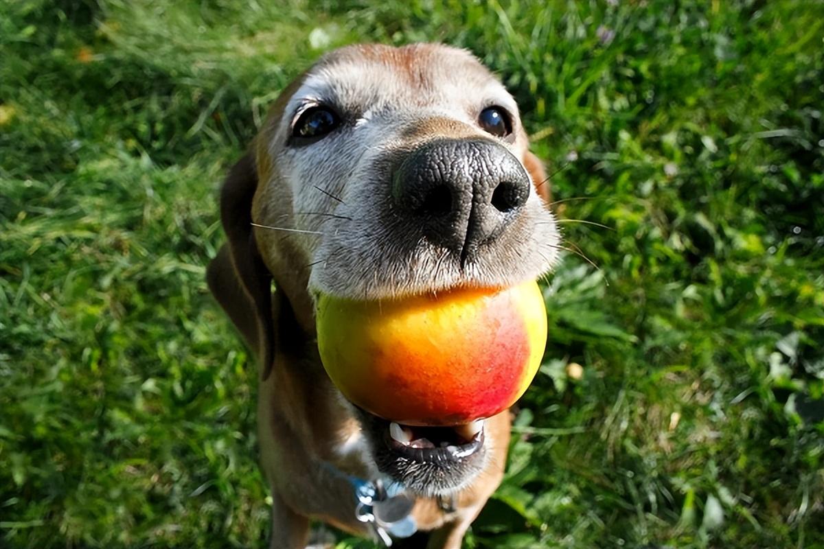 狗狗能吃桃子吗_谢谢_(狗狗能吃桃子吗_泰迪)