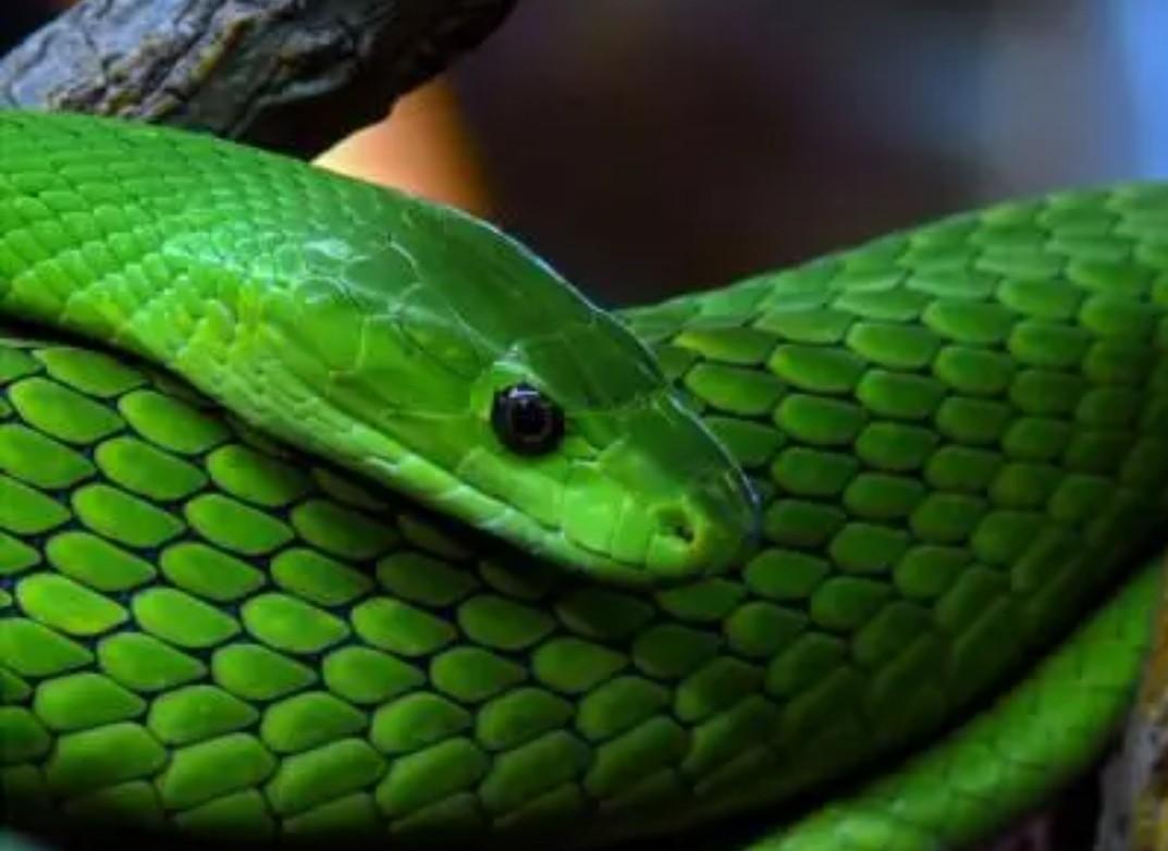 中国绿色的蛇有几种图片