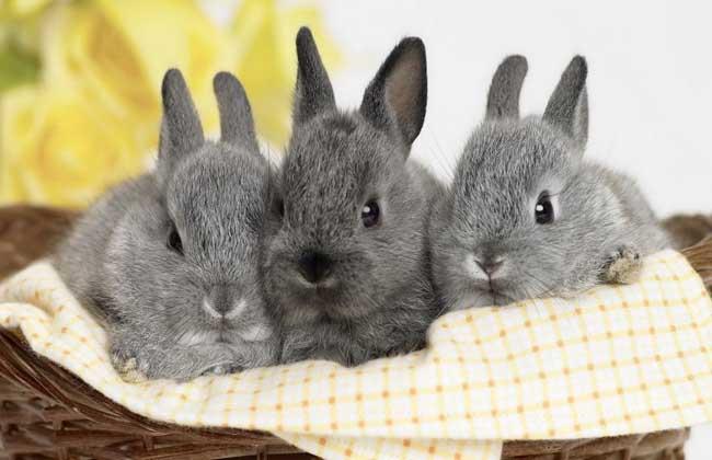 兔子的寿命一般是多少年_(几年的兔子算是老兔子)