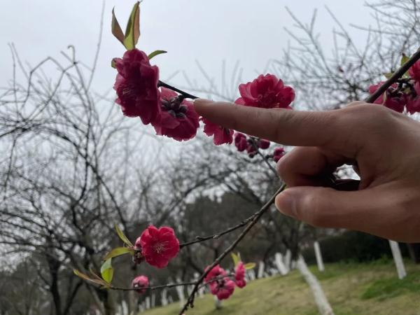 桃花和樱花的区别图解_梅花(桃花和樱花)
