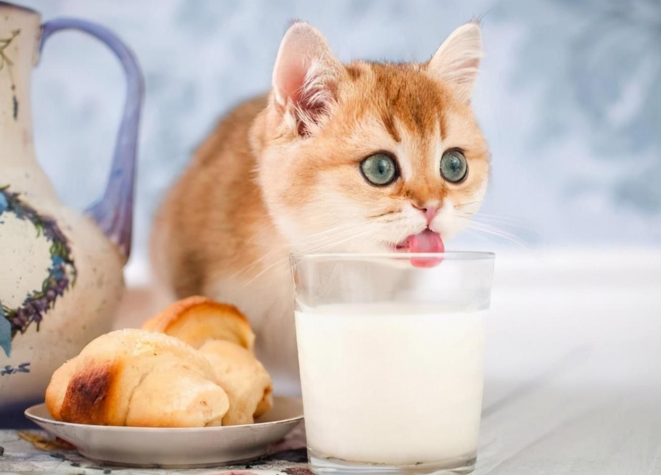 猫咪能喝纯牛奶吗_(小猫能喝牛奶吗)