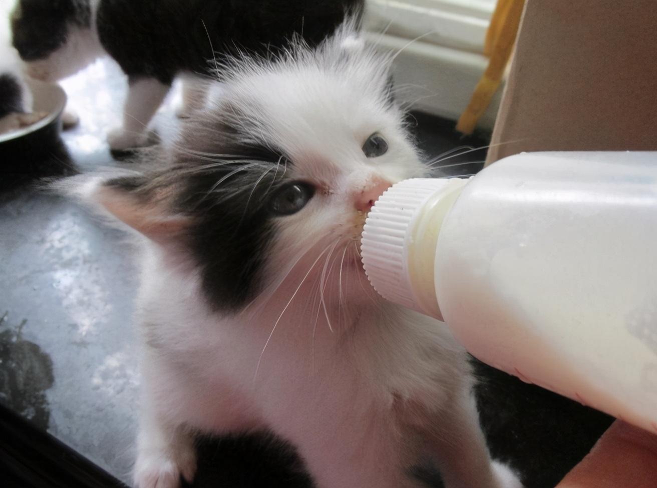 猫咪能喝纯牛奶吗_(小猫能喝牛奶吗)