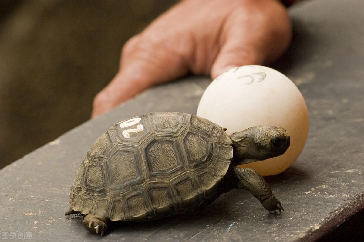 乌龟蛋怎么孵化小乌龟(草龟蛋怎样孵化出小龟)