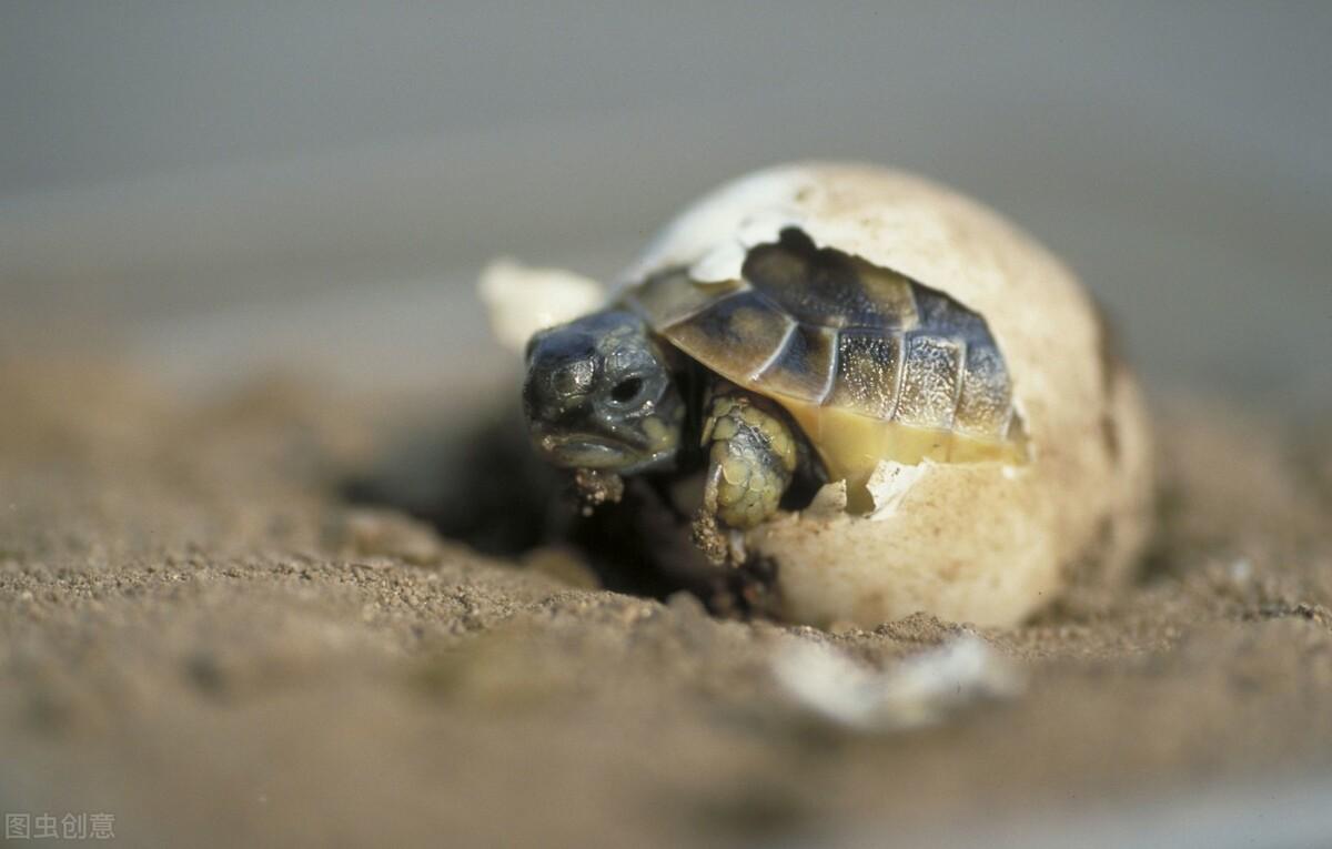 乌龟蛋怎么孵化小乌龟(草龟蛋怎样孵化出小龟)