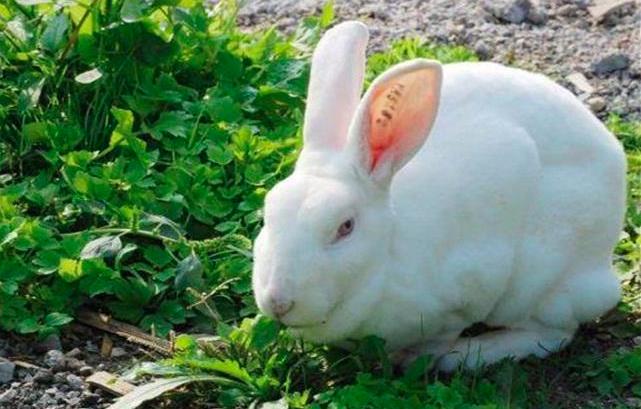 兔养殖方法(兔子的养殖技术与方法)