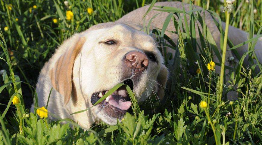 宠物狗吃草是什么原因(狗狗吃草的原因)