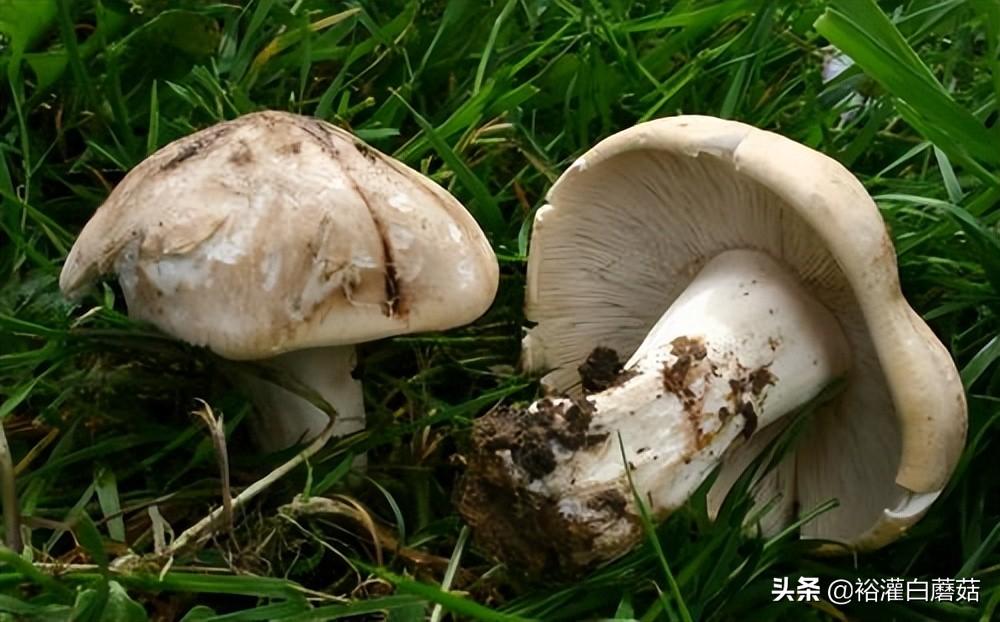 双孢蘑菇是什么菌(山海情的蘑菇叫什么)