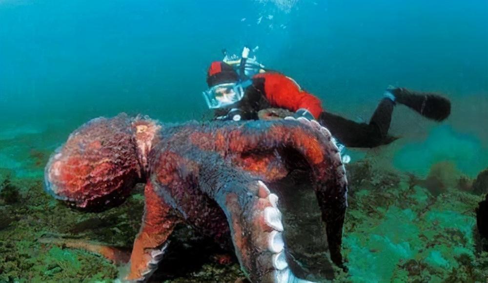 世界上最大的章鱼有多大(巨型章鱼)