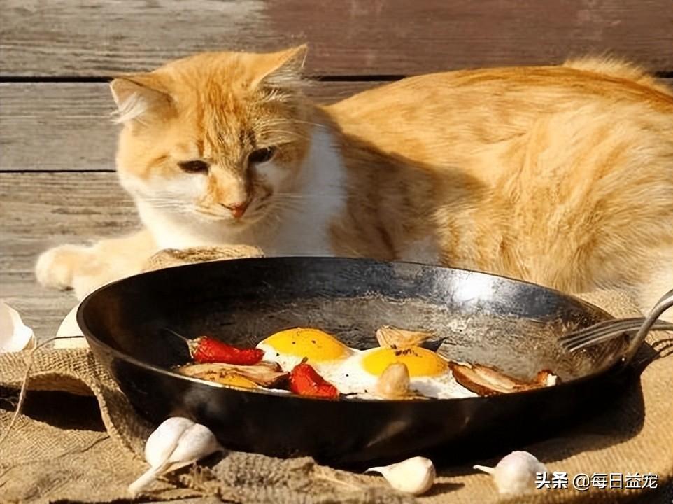 猫咪喜欢吃什么零食(猫最爱吃的10种食物)