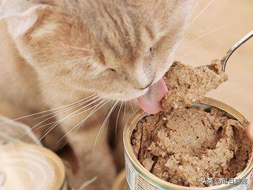 猫咪喜欢吃什么零食(猫最爱吃的10种食物)