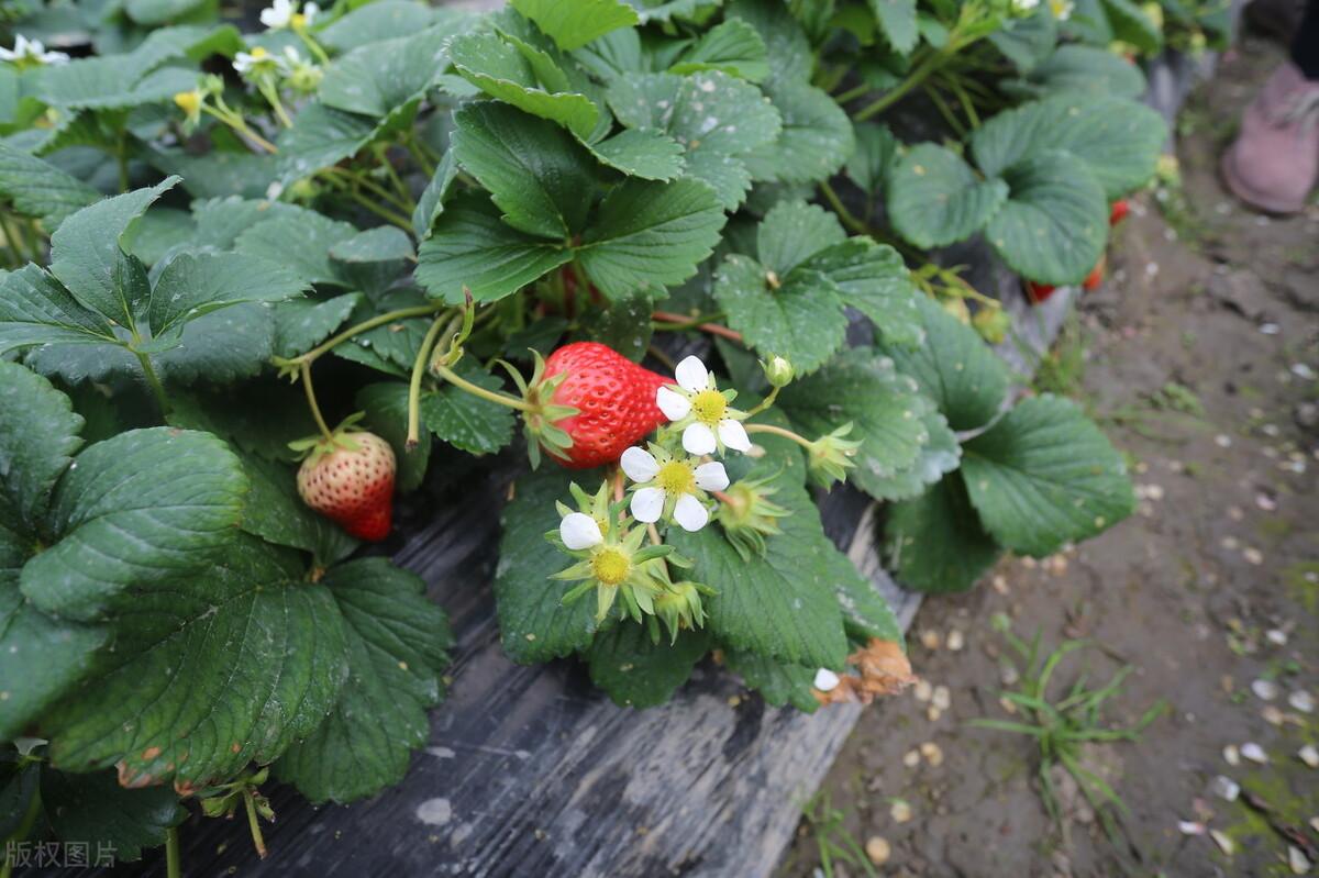 种植草莓的方法和过程(怎么种草莓教程)