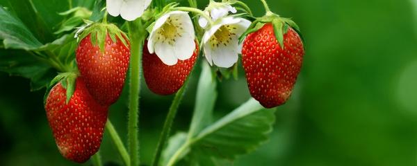 盆栽草莓怎么种植方法(怎么种草莓盆栽)