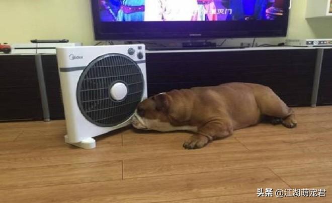 狗热时怎么散热(天气热如何给狗狗降温)