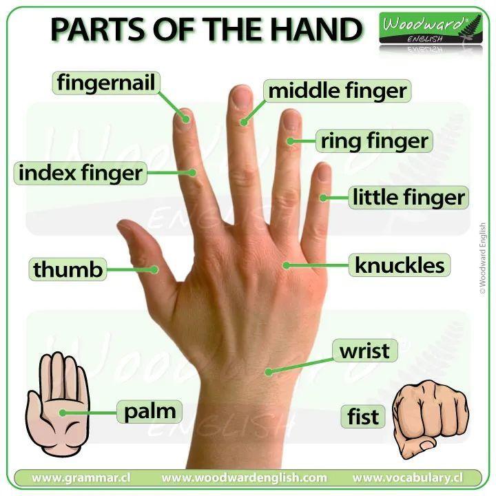 手指用英语怎么说读音(英语手指怎么说)