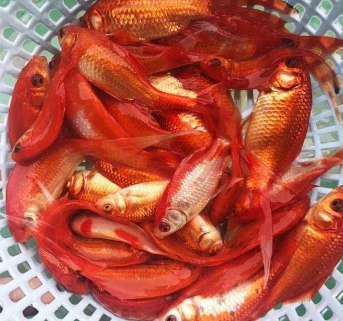 观赏鱼金鱼为什么不能吃(为什么中国人不吃金鱼呢)
